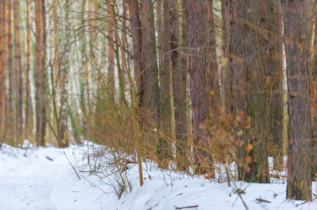 Forest in winter. Winter landscape. Winter forest. Winter forest.の写真素材