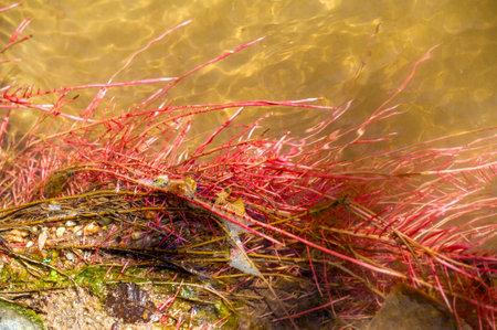 tree roots in a mountain stream. Witness the ethereal beauty of roots dancing gracefully in crystal clear waters, adding vibrant color to the serene natural world.の写真素材