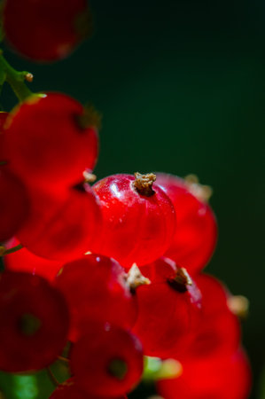 Beautifully capture the vibrant colors of redcurrants Create a stunning backlight effect for added...