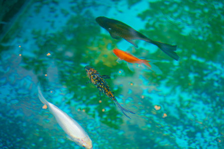 koi carp Exciting moments amid uncertainty! Experience the magic of limitless possibilities with this perfect picture! undefined wonders endless possibilitiesの写真素材