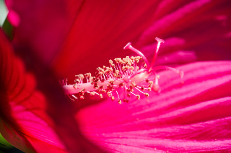 Hibiscus rosa-sinensis, Its flowers were in bloom, brilliant and full of fertile golden centersの写真素材
