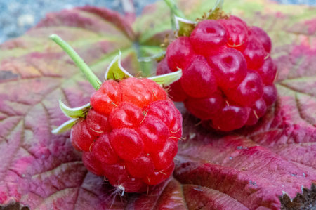 Raspberries are an excellent source of vitamin C, manganese and dietary fiber. They are also a very...