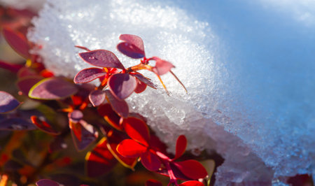 The first snow fell on autumn leaves. The most mysterious time of the year. Autumn wind and cold light cover some parts of the earth from the end of August.の写真素材