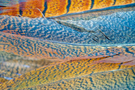 The beauty of nature captured in one feather Pheasant. Intricate details showcasing the wonders of creation. A symbol of elegance and grace. Ideal for art and design inspiration.の写真素材