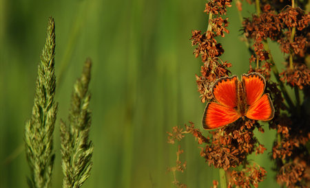 Butterflies are considered one of the most beautiful creatures in the world. Their aesthetic aspects...