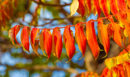 Autumn leaves on the branches of trees. In every change, in every falling leaf, there is some pain,...