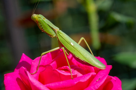 Discover the captivating world of praying mantises Close up shot reveals their mysterious gaze and intricate features A fascinating glimpse into nature's wondersの写真素材