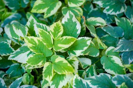 Ornamental plant with variegated leaves. Also known as Bishop's Weed or Cheeseweed. It grows well in shaded areas and spreads quickly. Can be invasive if not properly controlled.の写真素材
