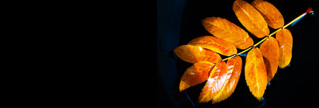 Rowan Leaf Stunning contrast of the colors of the red leaf and black background. Conveys the beauty of autumn foliage. Ideal for seasonal or natural designs.の写真素材