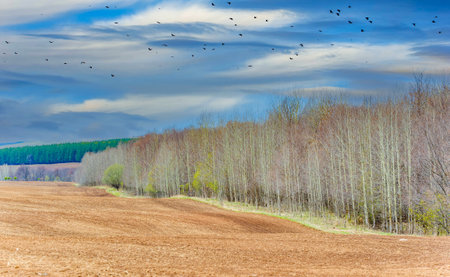 Experience rejuvenation and the cycle of life in a sun-drenched plowed field. Get ready to reap the benefits of the earth during the harvest season.の写真素材