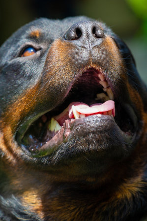 Meet the real defender! This alert dog with an impressive set of teeth is completely dedicated to keeping his surroundings safe.の写真素材