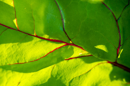 Potential new variety of beet with red veins on its leaves Unique and eye catching appearance May have different flavor or nutritional profile compared to traditional beetsの写真素材
