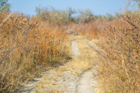 Autumn, Steppe. Prairies. As the golden sun sets over the landscape, the rough dirt road beckons intrepid travelers to venture deeper into the area. In the backwoodsの写真素材