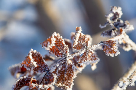 Frost on the trees. Blooming in a winter wonderland! Witness the breathtaking beauty of this birch tree covered in delicate frost crystals. Mesmerizing nature in all its glory!の写真素材