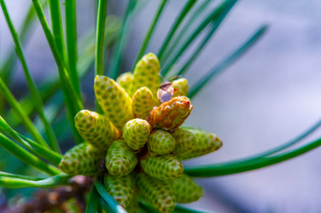 Close-up of young shoots of pine in spring. Detailed macro photography of nature renewal. Aesthetic images that convey the beauty of new growth.の写真素材
