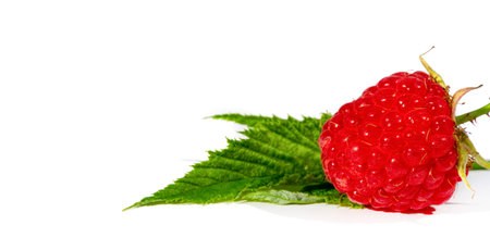 Raspberries. Wild red raspberries produce small, tart red berries. They are delicious fresh but also add flavor to jams or desserts.の写真素材