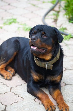 Fearless and authoritative guardian Quietly radiates a sense of power The embodiment of the essence of Rottweiler lifeの写真素材