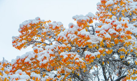 The first snow fell on autumn leaves. Red, purple, yellow, mixed with green and brown, bracelets of...