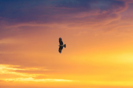 Hawk flying in the sky at sunset, bird of prey.の写真素材
