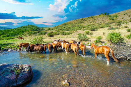 Horses can be seen dipping their heads into the flowing river. The sound of hooves splashing on water echoes through the valley. The sun flickers on the surface of a rushing streamの写真素材
