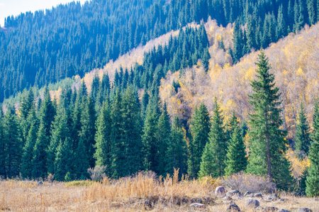 Experience the beauty of the Tien Shan spruce forests. Discover vibrant autumn colors in the wild. Walk through the majestic mountains and immerse yourself in the charm of nature.の写真素材