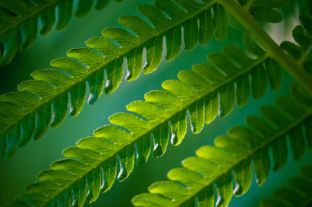 Celebrate the beauty of nature with a fern leaf. Feel the vibrancy and freshness of this masterpiece. Nature is art. And the fern leaf is a perfect example of its beauty.の写真素材