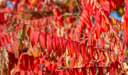Autumn leaves on the branches of trees. Autumn is the second spring, when every leaf is a flower