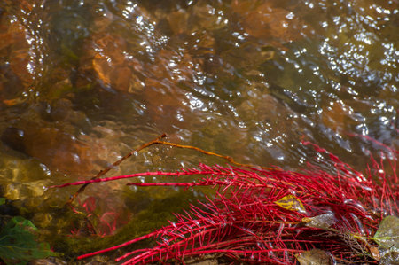 water in a mountain stream. breaks through the stones. Feel the beauty of a mountain stream flowing...