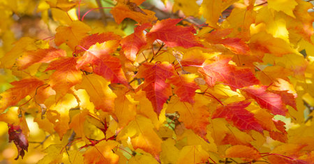 Autumn leaves on the branches of trees. Autumn is the second spring, when every leaf is a flower