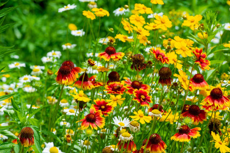 Breathe in the sweet scent of freedom In this mesmerizing sea of wildflowers, feel the worries of the world melt away and embrace the simple joys of the present moment! Gift of Natureの写真素材
