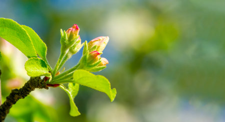 The juxtaposition of delicate flowers with strong branches creates a beautiful contrast. Each...