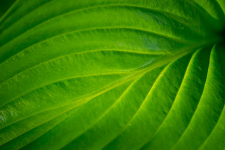 Hosta leaves create a bright and lively atmosphere in any garden. Enlivens nature's symphony of greenの写真素材