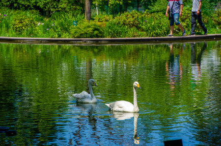 Swans in a Park Pond, Lovebird Serenades Capture the pure essence of romance as two graceful swans waltz across the calm waters of a park pond. Their elegant presence reflects eternal love,の写真素材