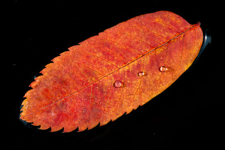 Rowan Leaf Stunning contrast of colors creates a breathtaking image. Ideal for fall themed designs...