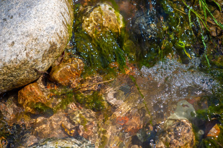 Immerse yourself in untouched wilderness. Feel the rhythmic dance of water in a mountain stream....
