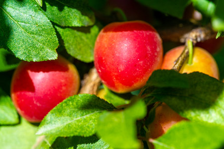 Prunus cerasifera is a species of plum known by the common names cherry plum. It is native to southeastern Europe and western Asia, and is naturalized in the British Islesの写真素材