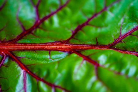 Unique and beautiful red veins on beet leaves Potential health benefits of beet leaf red veins Adds visual interest to dishes or garden displaysの写真素材