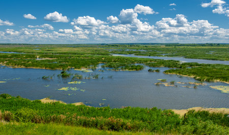 summer photography, a river overgrown with reeds, blue sky with white clouds, blue water, river floodplain, sultry summer dayの写真素材
