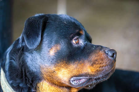 Meet my Rottweiler buddy, the ultimate canine companion!の写真素材