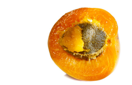Apricot. A rare heritage variety from England in the early 1800s. The fruits are small to medium and have a very "apricot" flavor. Bright orange flesh, juicy and sweet when ripe, stone.の写真素材