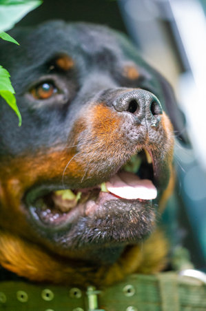 Rottweiler Love reflects the majestic and powerful character of the Rottweiler. This design showcases the Rottweiler with regal confidence. An ideal choice for Rottweiler lovers,の写真素材