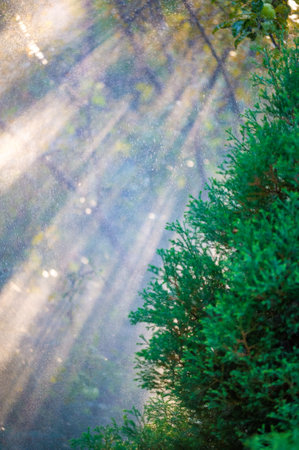 Experience the vibrant colors and blooming flowers of summer Enjoy the soothing sound of raindrops on lush green leaves Immerse yourself in the beauty and serenity of nature during summerの写真素材