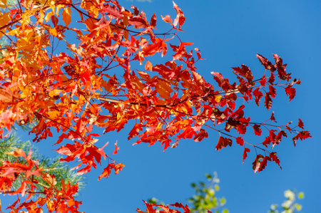 A stunning display of vibrant autumn foliage. A beautiful combination of red, orange and yellow...