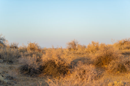 Immerse yourself in the beauty of autumn in the steppe region. Watch the sun set over the mesmerizing horizon. Lose yourself in a golden oasis and let your worries melt away.の写真素材