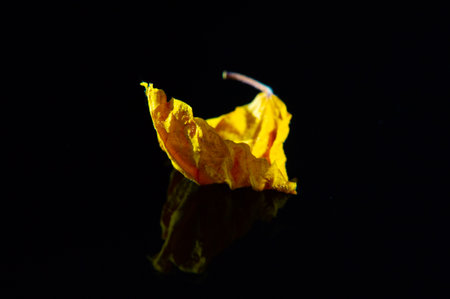 The bright yellow color of the dried hibiscus leaf contrasts beautifully with the black background. The dry leaf texture adds a unique element to any design or project. Stunning visual combinationの写真素材