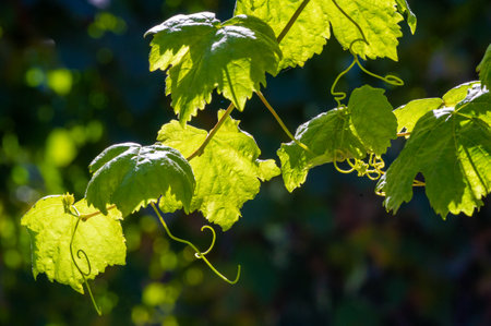 Let this delightful vine be your daily reminder to stay grounded and grow into the light. Caring Natureの写真素材