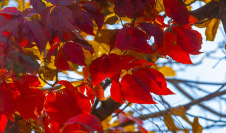 Autumn leaves on the branches of trees. Cloudless sky, Indian summer. The leaves are blowing down the street in the wind. Cold shiver from the arctic wind. The last warmth of the sun.の写真素材