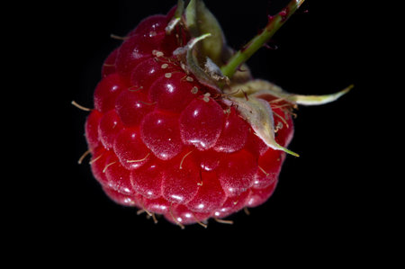 Raspberry. It's time to rejoice - it's finally raspberry season. There is something magical about...