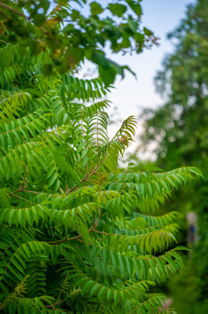 Staghorn sumac is a flowering plant native to North America.