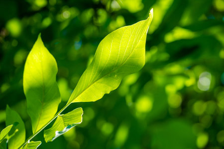 A type of vine that is commonly found in North America. Also known as Virginia creeper or woodbine....